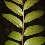 Zanthoxylum setulosum Leht