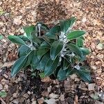 Pachystegia insignis Blatt