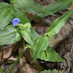 Commelina ensifolia 整株植物