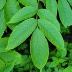 Sambucus racemosa Leaf