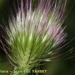 Cynosurus echinatus Mbuma