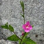 Oenothera roseaFiore