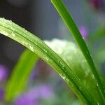 Iris graminea 葉