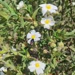 Cistus monspeliensisÇiçek