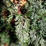 Hymenophyllum tunbrigense Іншае