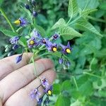 Solanum spp.ফুল