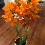 Ornithogalum dubium Flower