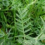 Oxytropis pilosa Blatt