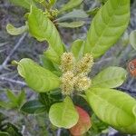 Spiraeanthemum meridionale Flower