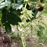 Weinmannia pubescens Flower