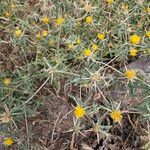 Centaurea hyalolepis Flower