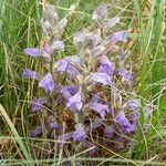 Phelipanche purpurea Libunga