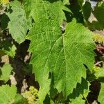 Vitis vulpina Φύλλο