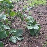 Podophyllum hexandrum Leht