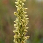 Platanthera hyperborea Floare