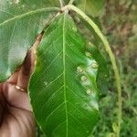 Barringtonia acutangula Leaf