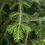 Abies nordmanniana برگ