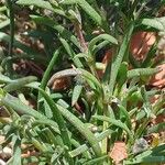 Spergularia rubra Blatt