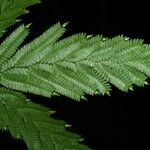 Selaginella parkeri Hoja