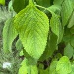 Coleus barbatus Leht