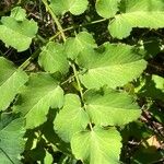 Laserpitium latifolium Fulla