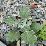 Artemisia stelleriana Leaf