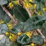 Azara microphylla Кветка