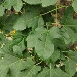 Uncarina peltata Leaf