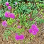 Mimosa quadrivalvisFlower