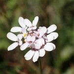 Iberis linifolia Blüte