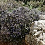 Lithodora hispidula Habit