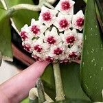 Hoya obovataКвітка