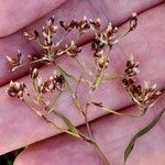 Luzula alpinopilosa Flor