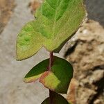 Sonchus oleraceus Folha