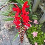 Crocosmia paniculata Flower