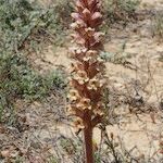 Orobanche artemisiae-campestris 形態