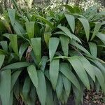 Curculigo capitulata Leaf