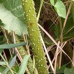 Gunnera tinctoria خشب