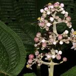 Conostegia subcrustulata फूल