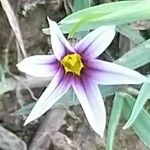 Sisyrinchium rosulatum Flower
