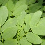 Lennea viridiflora Leaf