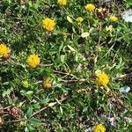 Trifolium badium Yeri