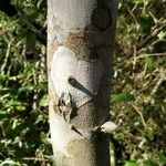 Zanthoxylum capense 樹皮