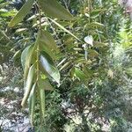 Agathis borneensis Leaf