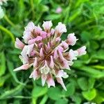 Trifolium hybridum Kwiat