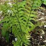 Dryopteris crassirhizoma List