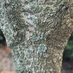 Chionanthus pygmaeus 樹皮