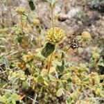 Phlomis lanata 叶