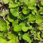 Hydrocotyle sibthorpioides Leaf