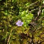 Wahlenbergia hederacea Flor